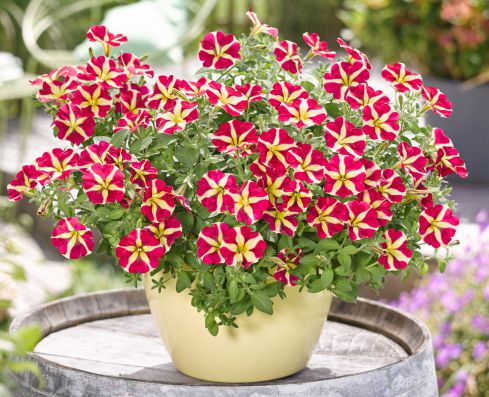 Besonderheit: Petunia Amore Queen of Hearts