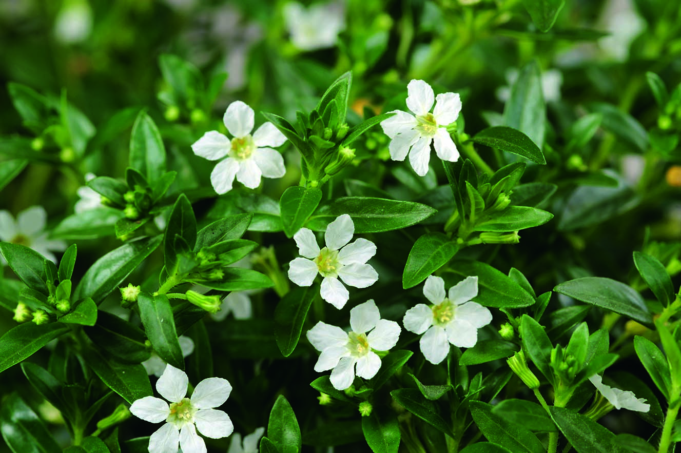 Cupid White Improved