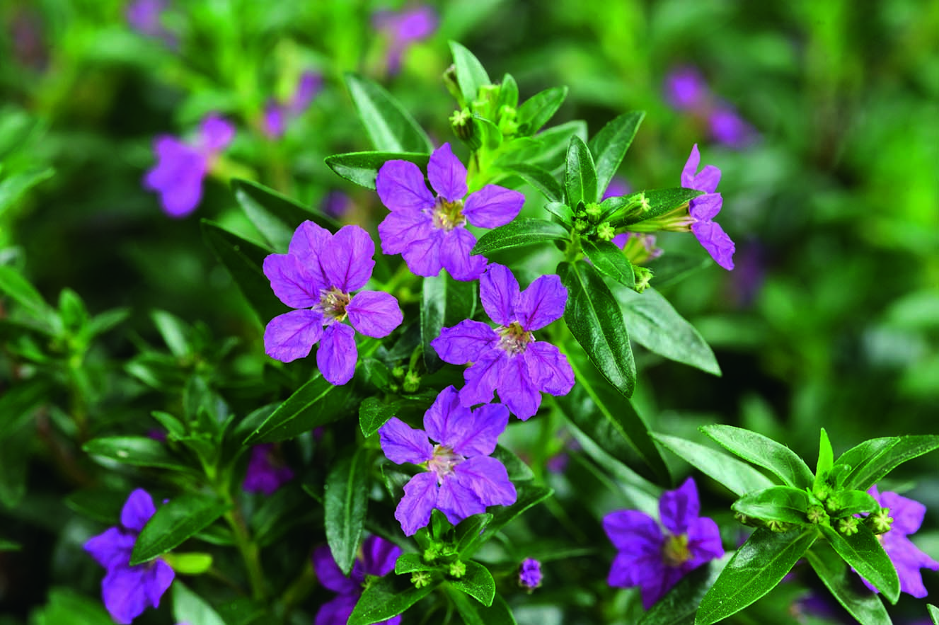 Cupid Purple Improved