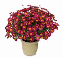 Argyranthemum