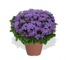 Ageratum