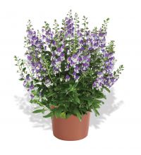 Alonia-Big-Bicolor-Purple