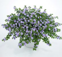 Bacopa