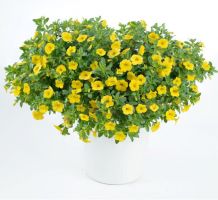 Calibrachoa
