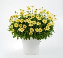 Coreopsis