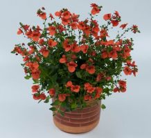 Diascia