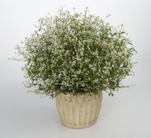 Euphorbia
