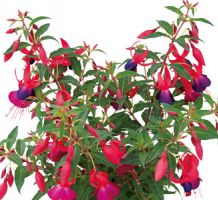 Fuchsia