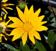 Gazania