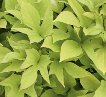 Ipomoea