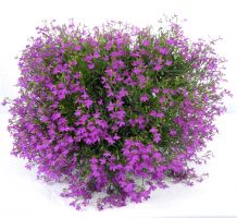 Lobelia