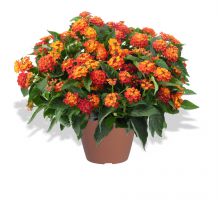 Lantana