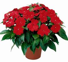 Impatiens