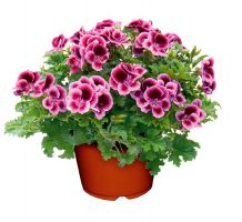 Pelargonium zonale