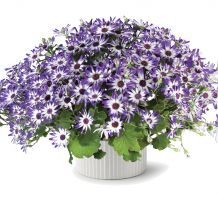Pericallis