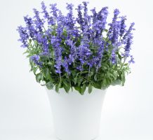 Salvia