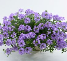 Verbena