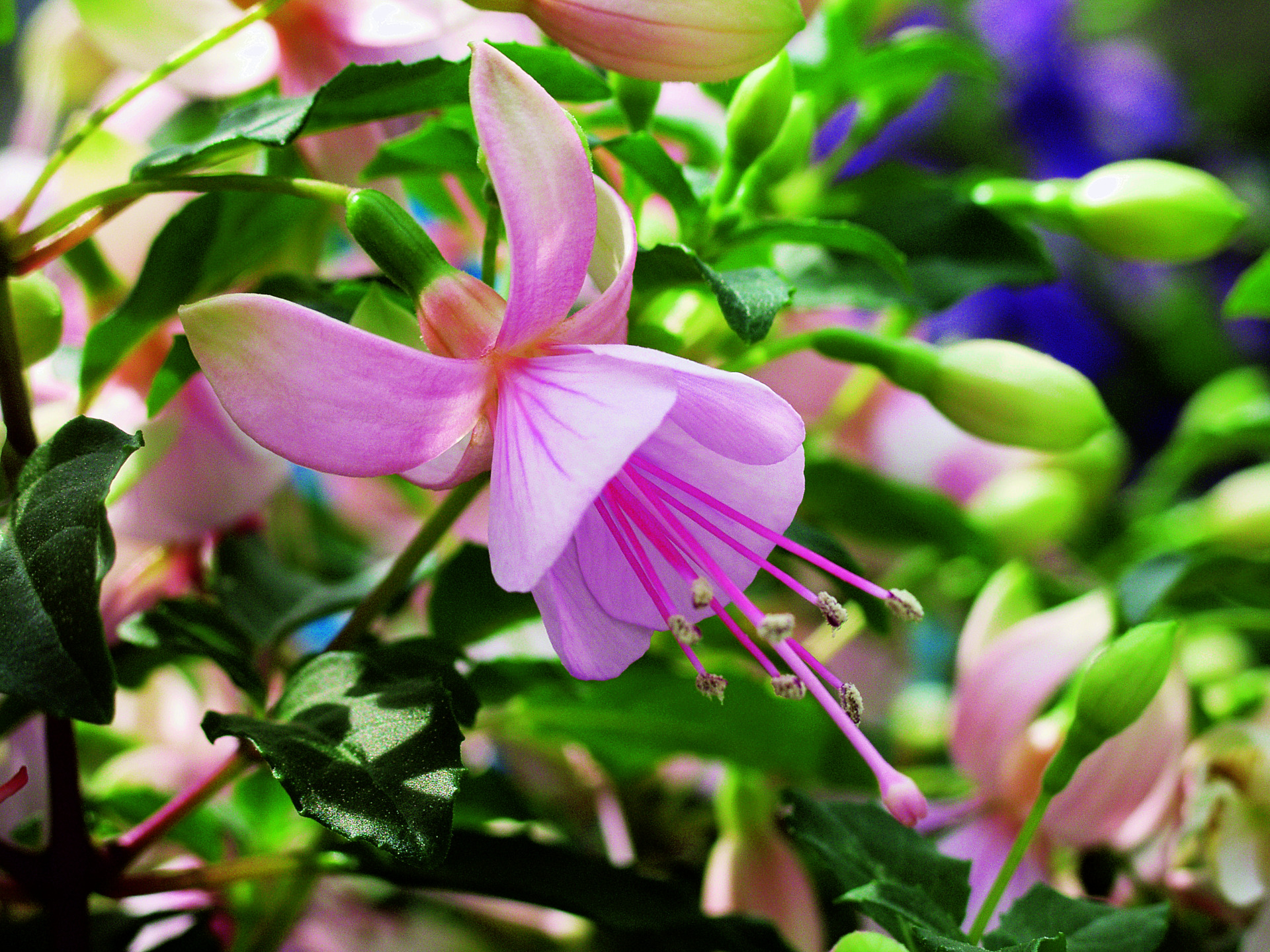 Shadow Dancer Imp. Rossella