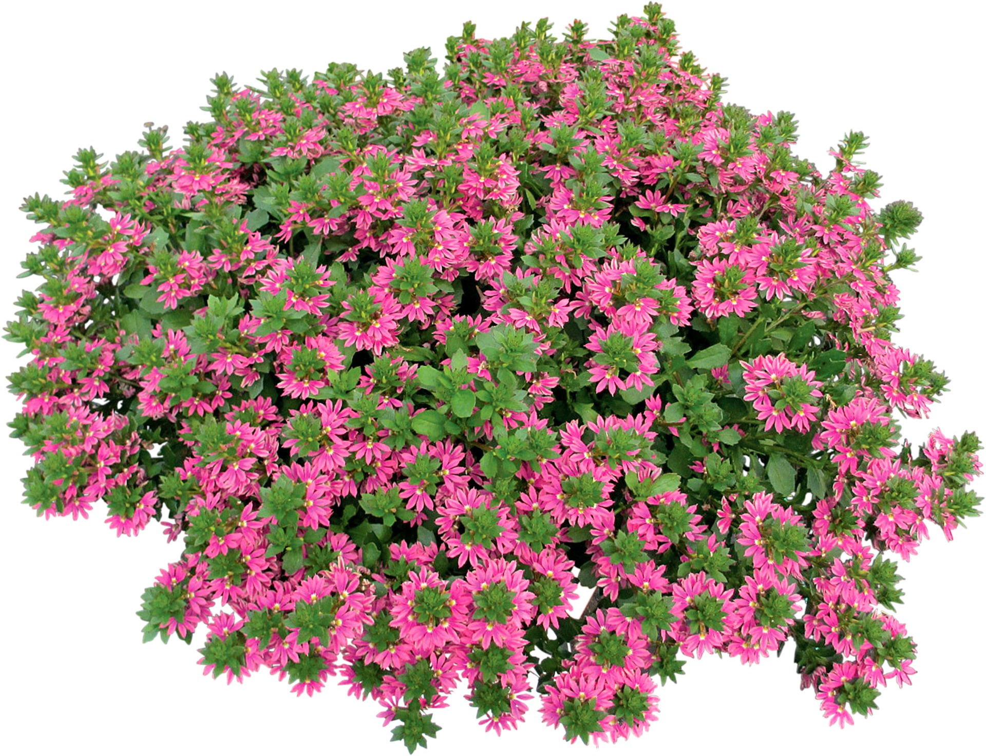 Surdiva Fashion Pink