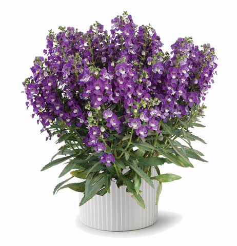 Alonia Bicolor Violet