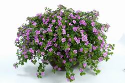 Scopia Great Classic Pink