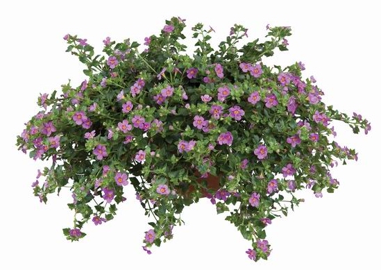 Scopia Great Pink Beauty 