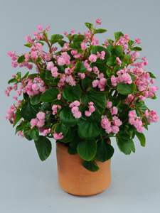 Paso Double Candy Pink