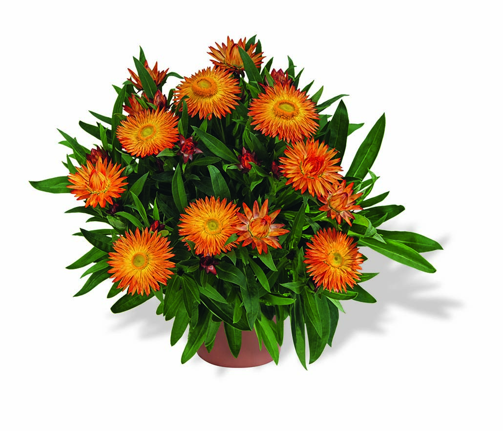 Sunbrella Orange 2019