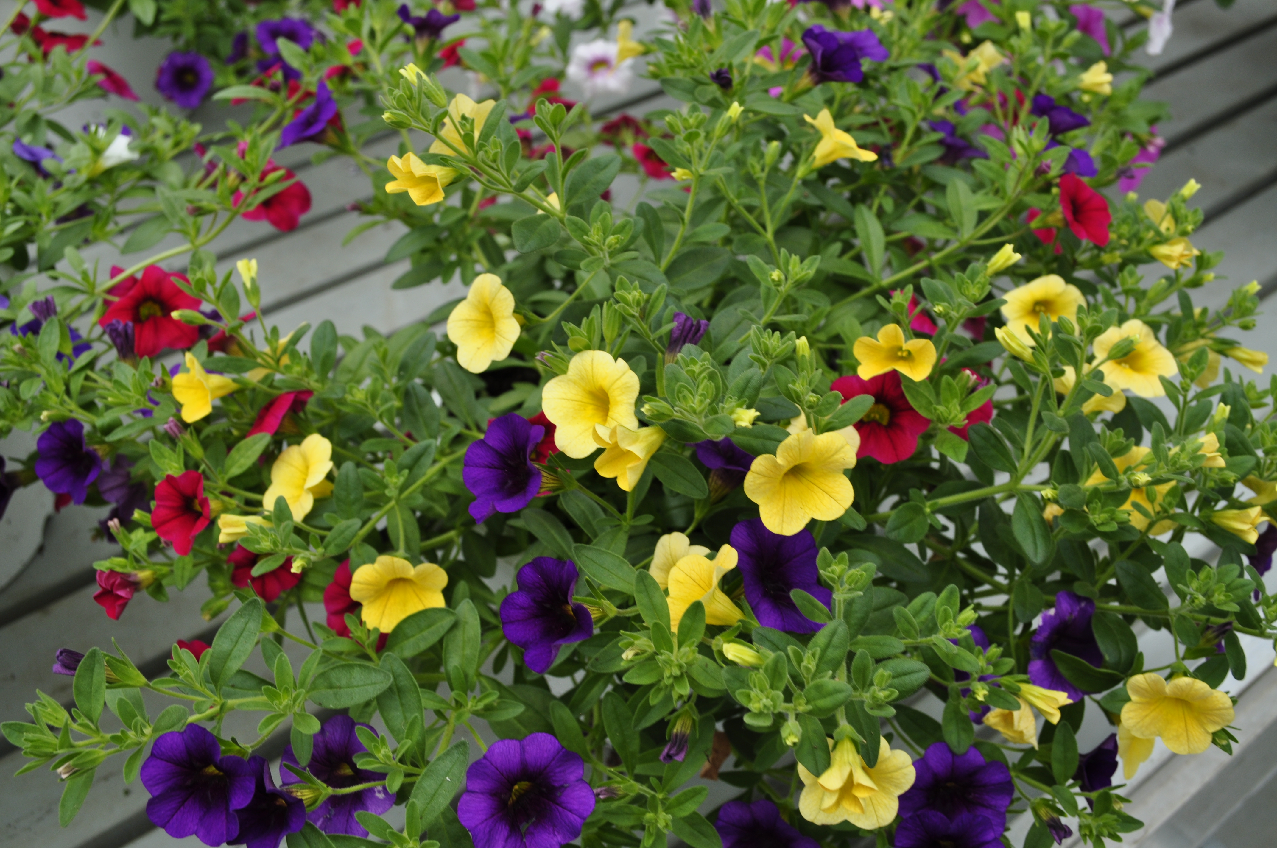 Calibrachoa Cleantha