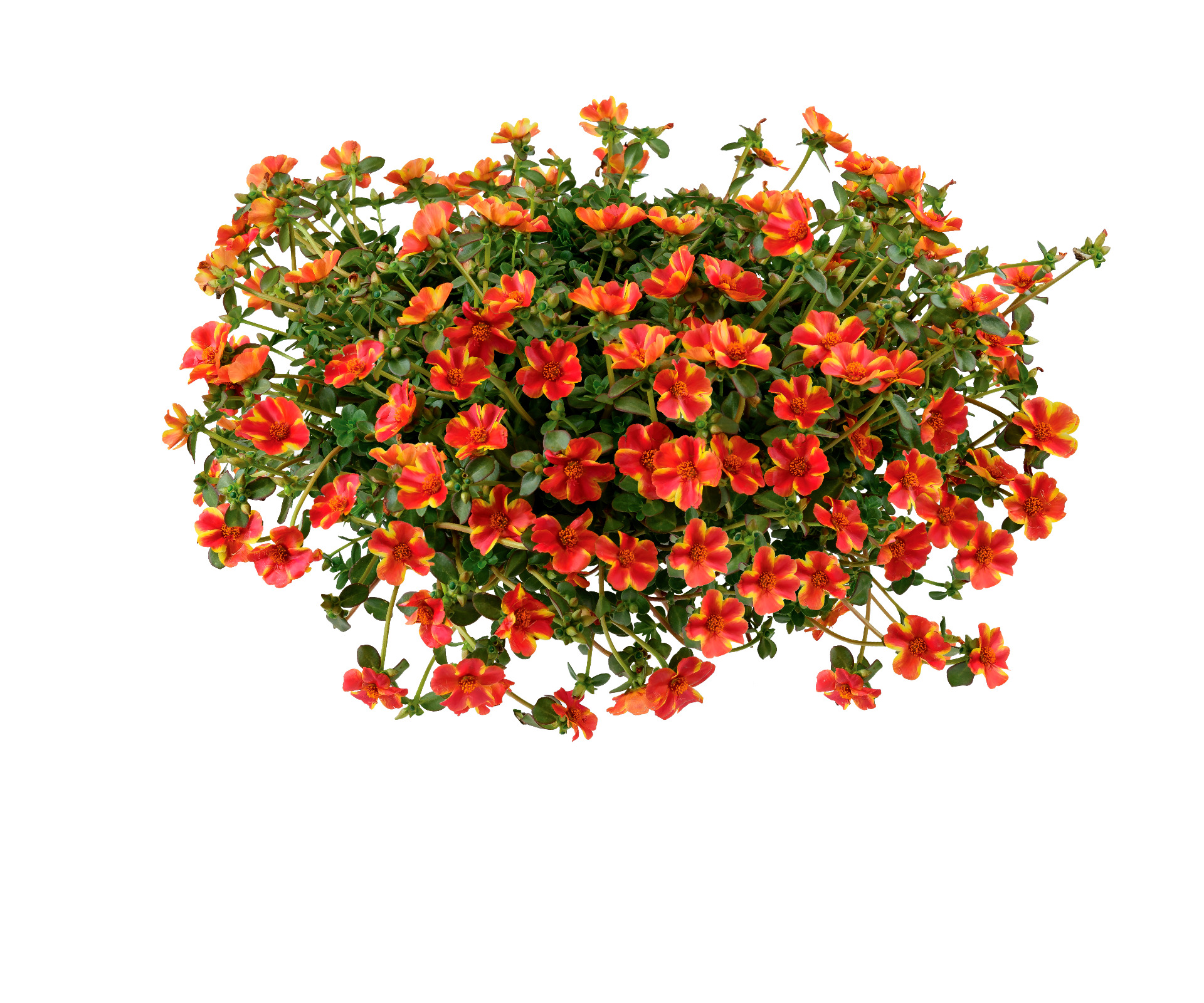 Portulaca Campino Twist Red