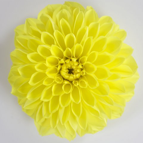 Dalina® Maxi Sonora, Yellow