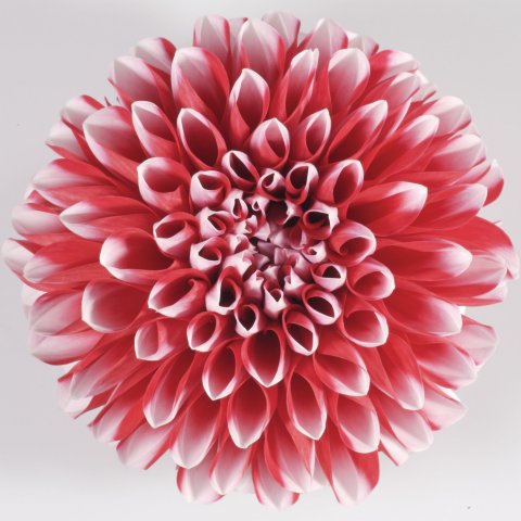 Dalina® Maxi Tampico, Red with White