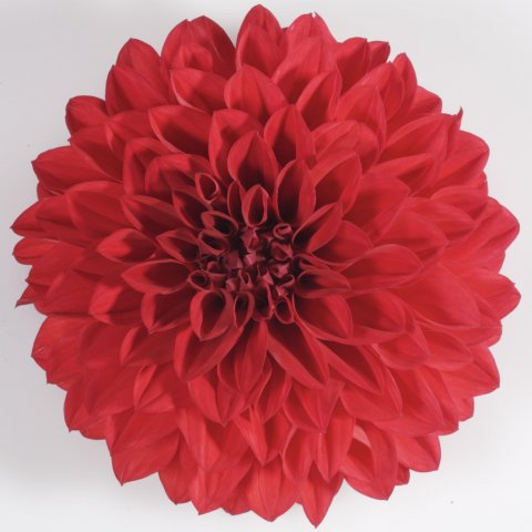 Dalina® Maxi Topia, Red