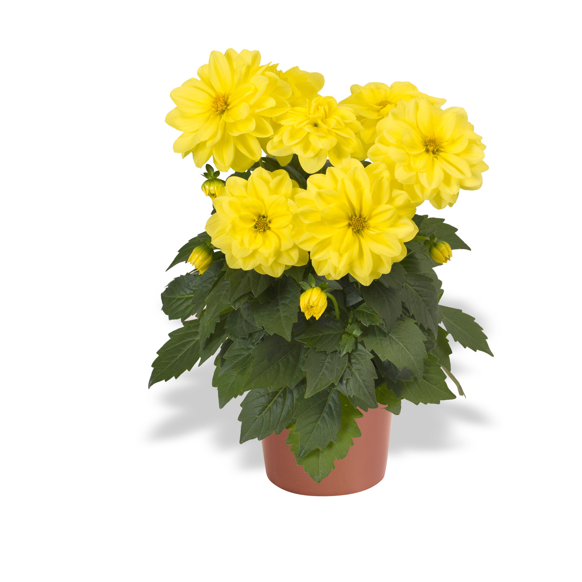 Dahlietta Julia, Yellow