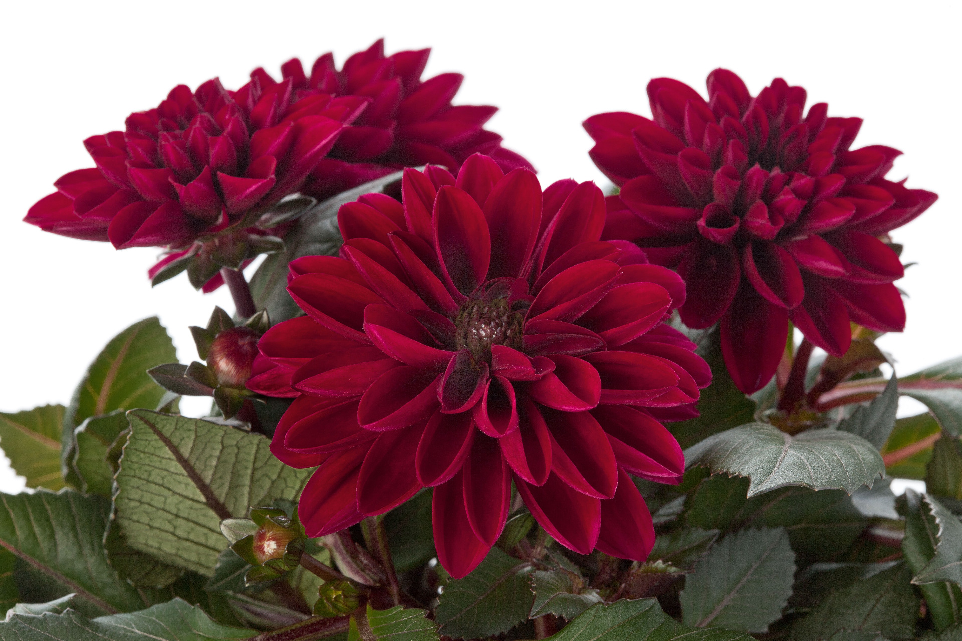 Dahlietta Patty, Wine