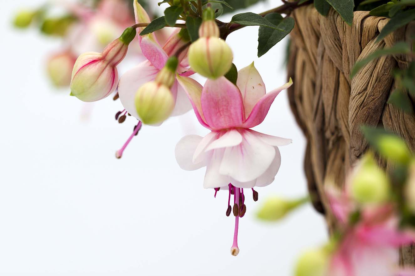 Summermelody Santapilar