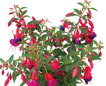 Shadow Dancer Marcia Impr.