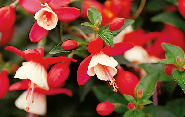 Shadow Dancer Shirly