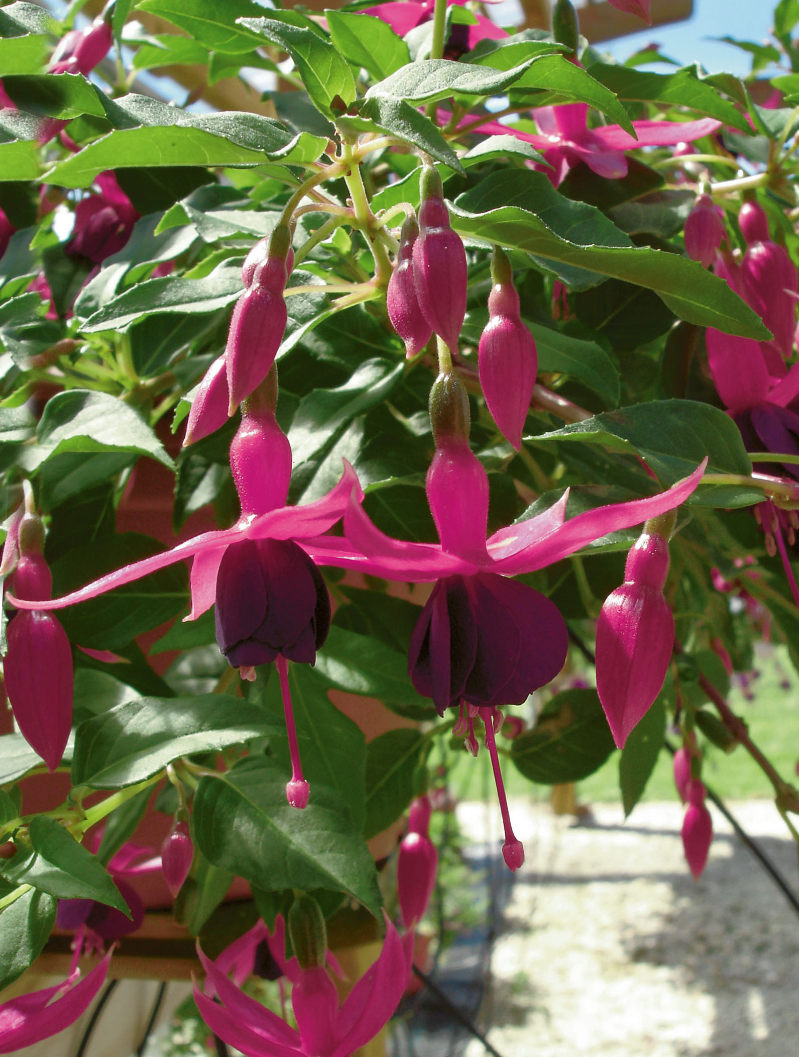 President George Bartlett