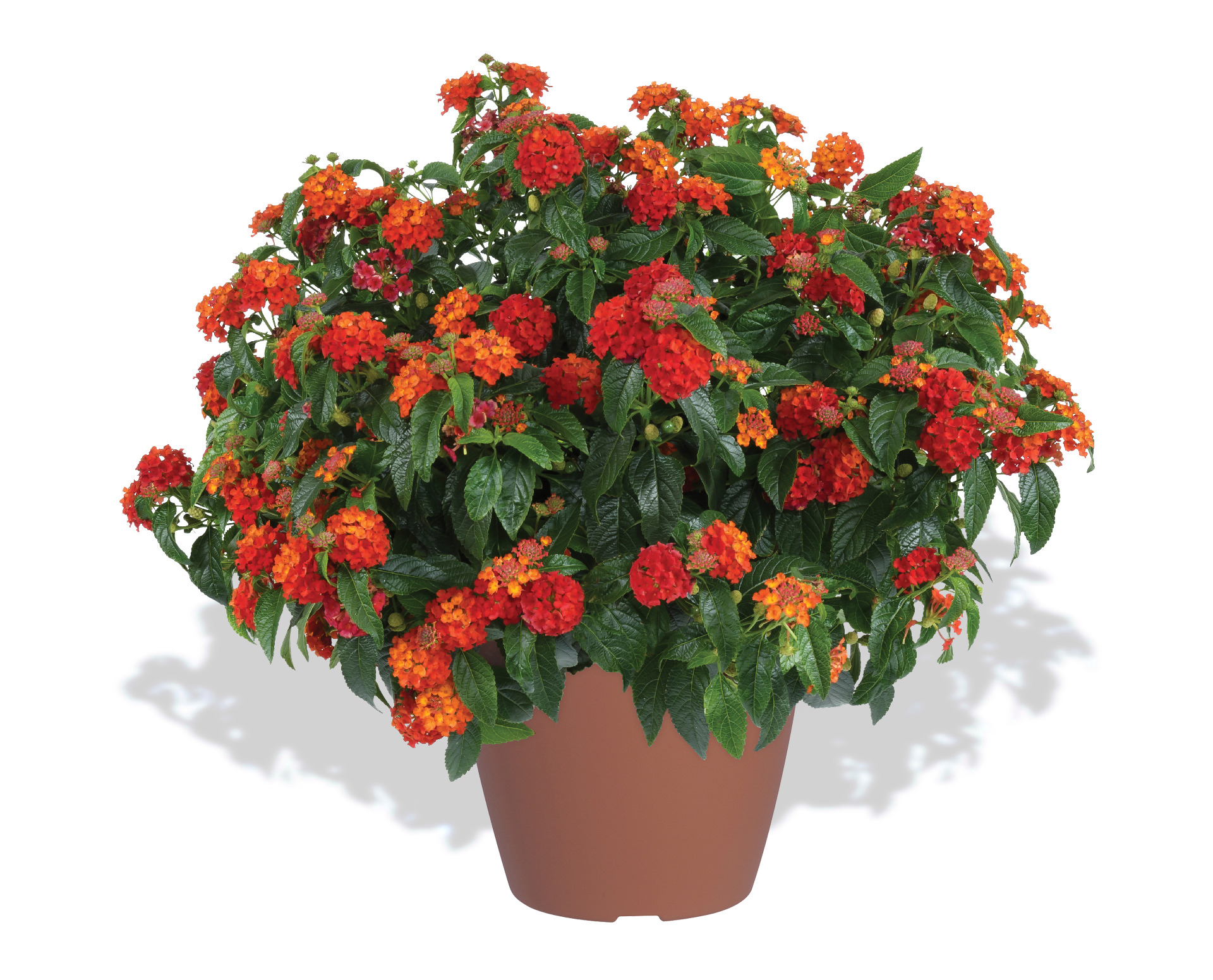 Lantana Gem Compact Orange Fire