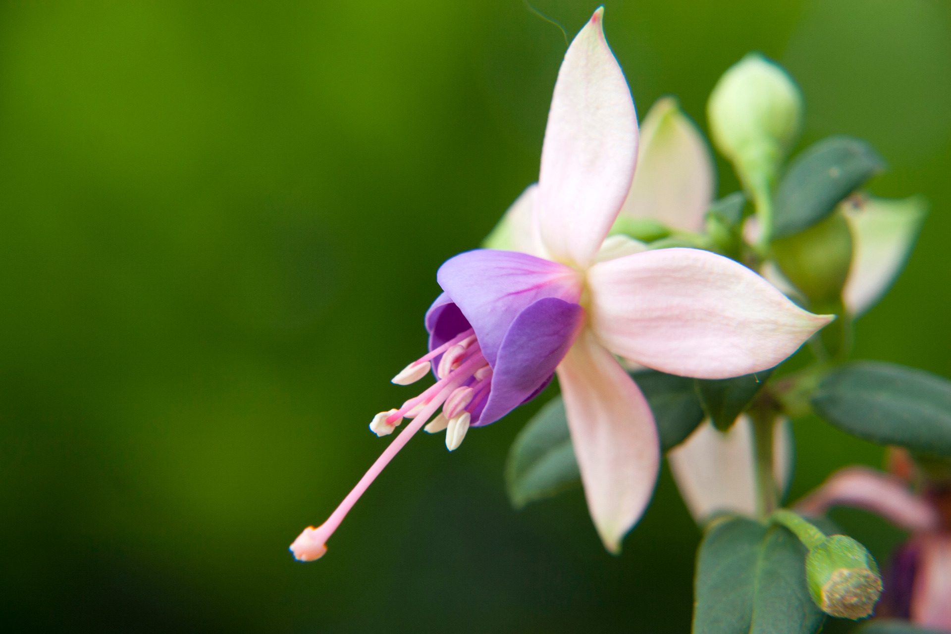 Jollies Trailing Belfort