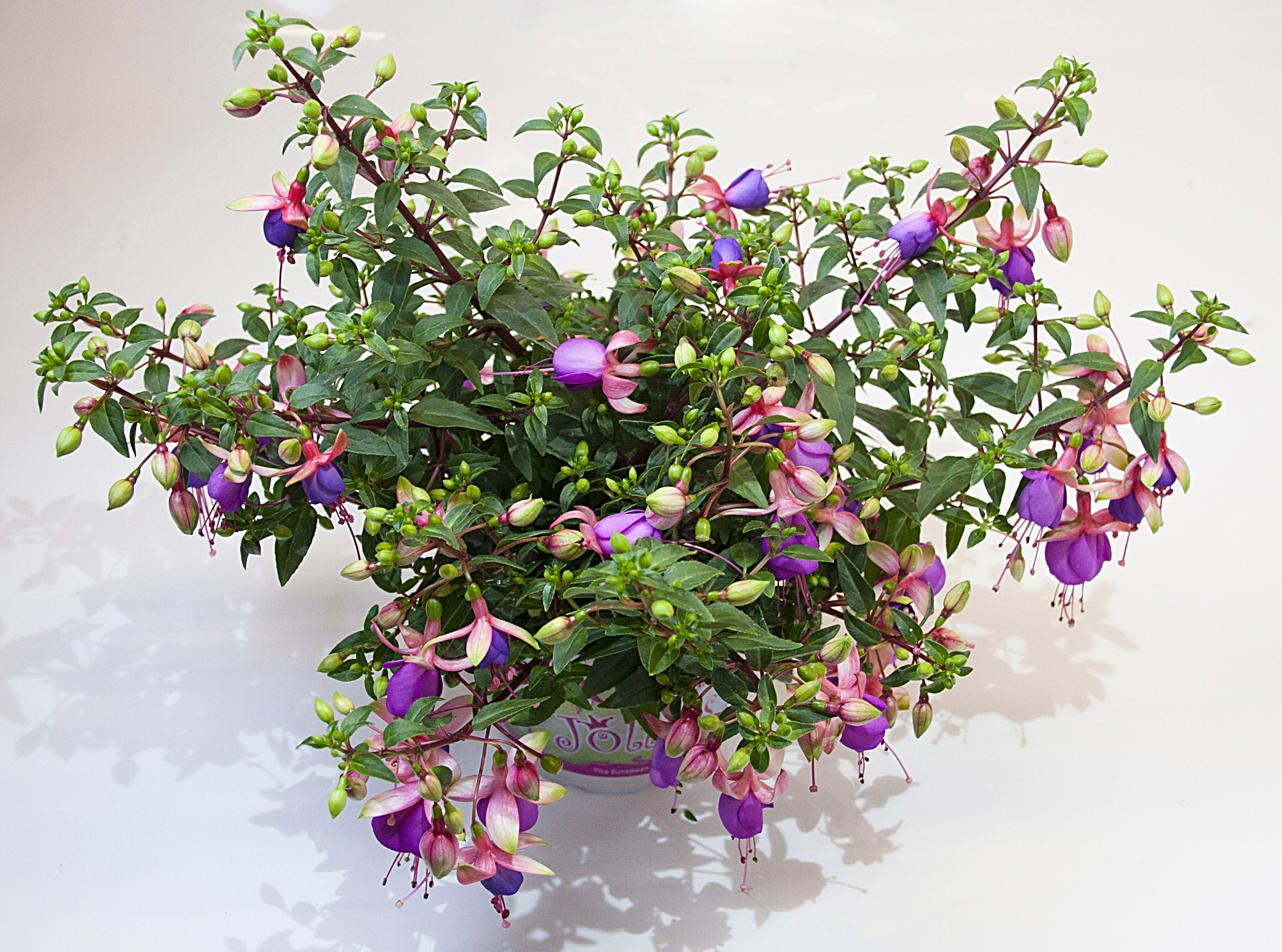 Jollies Trailing Grenoble