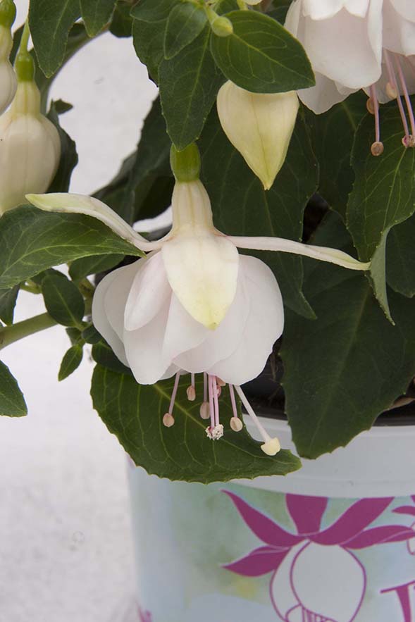 Jollies Trailing Toulon