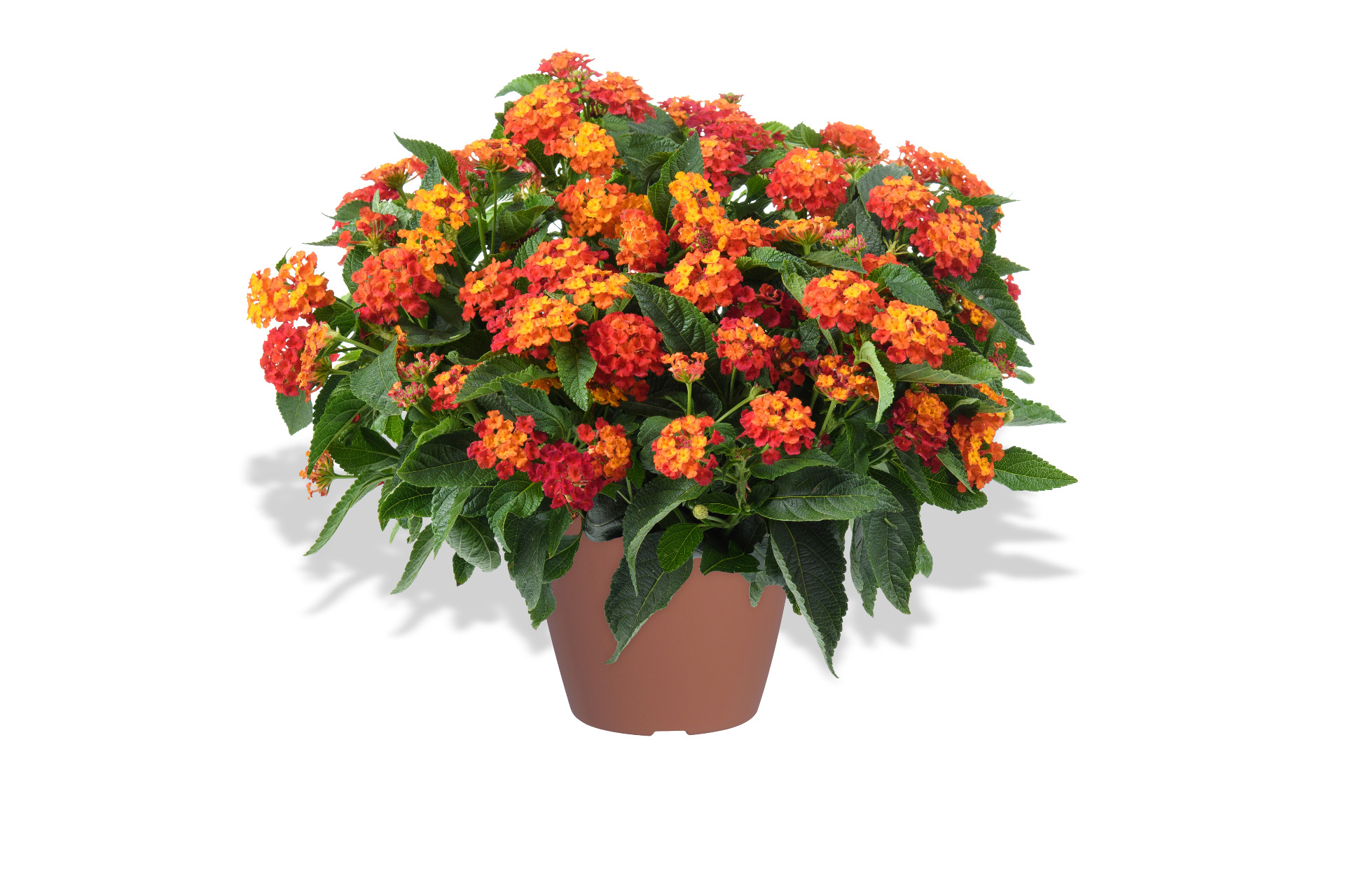Lantana-Gem-Ruby