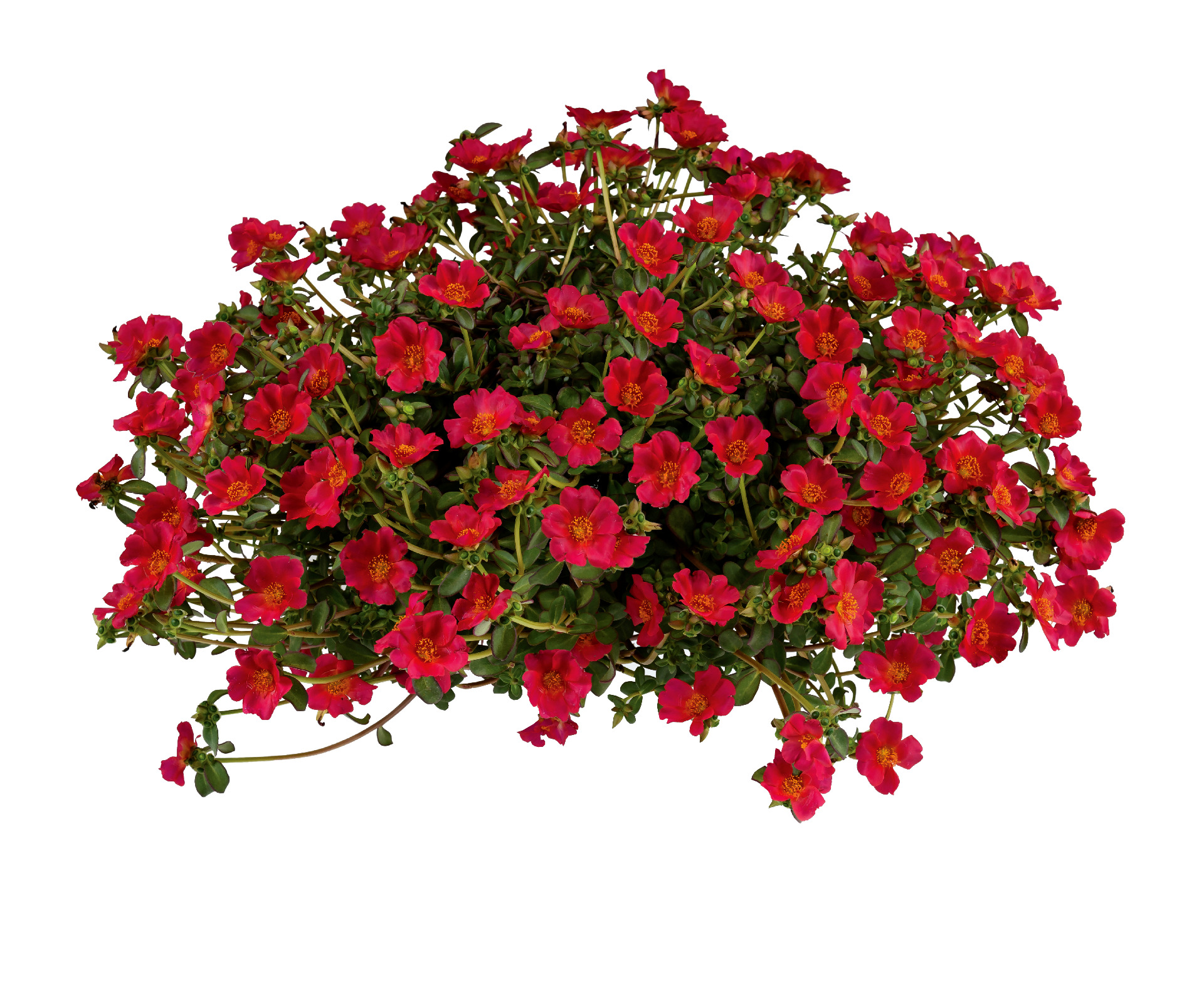 Portulaca Mega Pazzaz Dark Pink