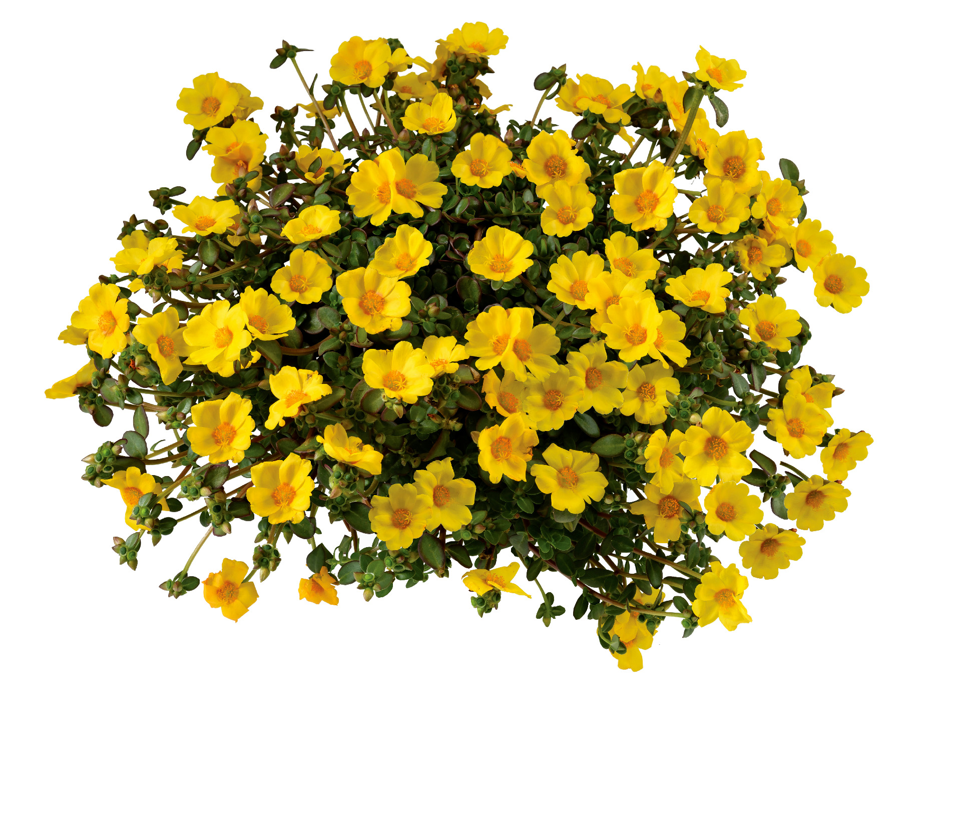 Portulaca Mega Pazzaz Gold