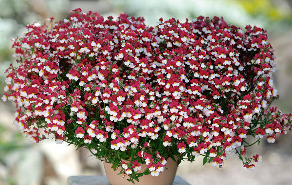 Sunsatia plus Cherry on Ice