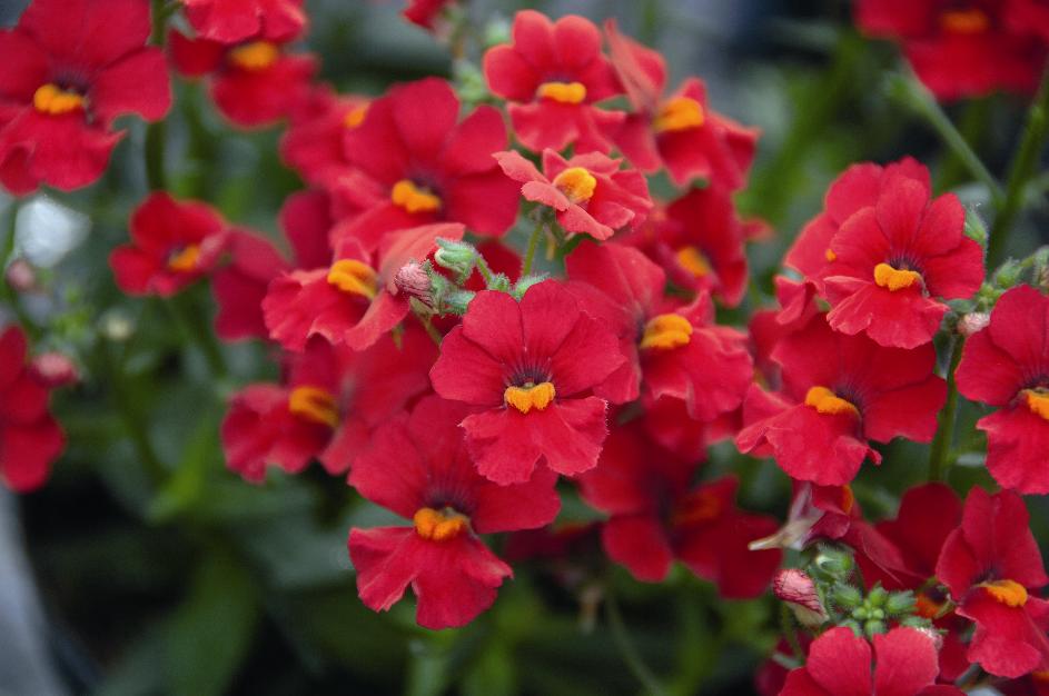 Sunsatia plus compact Little Cherry