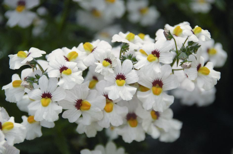 Sunsatia plus compact Little Coco