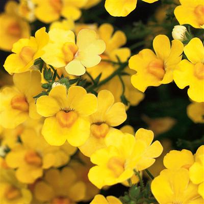 Sunsatia plus Pomelo